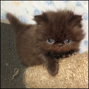 Sulivanblu Persian Kittens