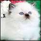 Click to visit Cozy kittens