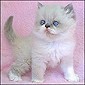 Click here to visit Echo Lake Cattery
