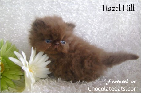 Hazel Hill Persian Kittens