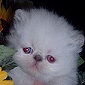 Click here to visit Furrbeck Cattery Himalayan Kittens