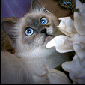 Click to visit ResQme Farms Cattery