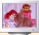 cats and kittens