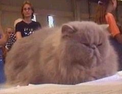 Chocoland's Rare Beauty, a Lilac Persian is winning ribbons at a show in France