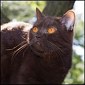 Click here to visit BritishRoyalCat  Cattery