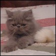 Click here to visit CatzR4me