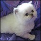 Click here for more Purrticular cattery  info