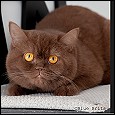 British Shorthair Kittens