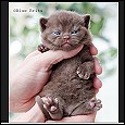 British Shorthair Kittens