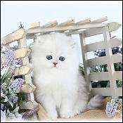 Dollface Persian Kittens