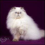 Chocolate Persians Lilac Persians Cat breeders chocolate kittens