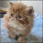 Mercedes Persian Kittens