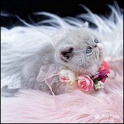 Mon Cheri Kittens