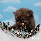 Mon Cheri Kittens
