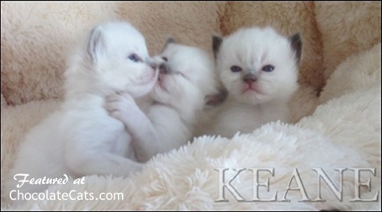 KEANE Ragdoll Kittens