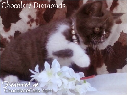 Chocolate Diamonds Kittens