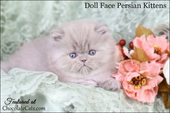 VDoll Face Persian Kittens