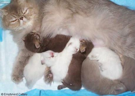 Chocolate and lilac Persian kittens