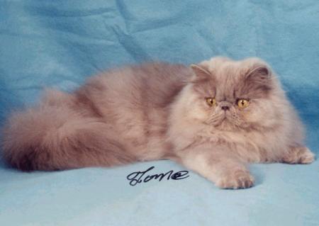 Lilac Persians