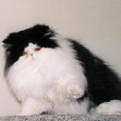 Black & White Bicolor Persian Carries Chocolate