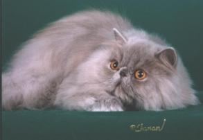 GC Odin Stop and Smell the Roses, Lilac Persian