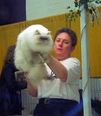 Pure Lavender, lilac point Himalayan, earned the title of Champion