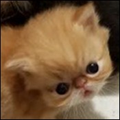 JAEMAK Kittens