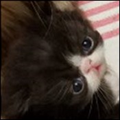 JAEMAK Kittens