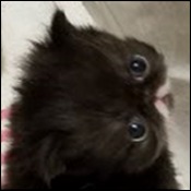 JAEMAK Kittens