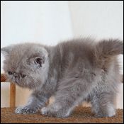 Aisalin kittens for sale