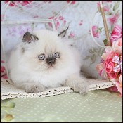 Doll Face kittens for sale