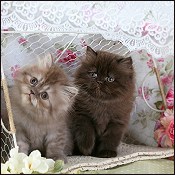 Doll Face kittens for sale