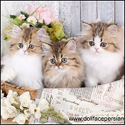 Aisalin kittens for sale