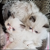 JAEMAK Kittens