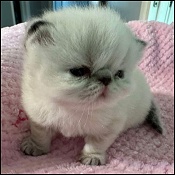 Mercedes Persian Kittens