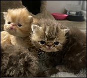 Mercedes Persian Kittens