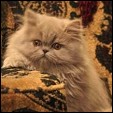 Persian kitten photo from Purrticular