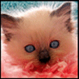 Ragdoll kitten photo from AngelGirls
