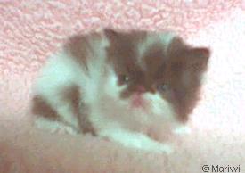 Chocolate & White Bicolor Persian Kitten