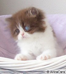 Chocolate & White Bicolor Persian Kitten (Odd eyed)