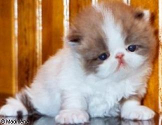 Madrilene Chocolate & White Bicolor Persian Kitten