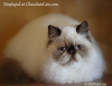 Chocolate Point Himalayan Kitten 5 months old