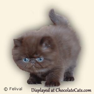 Chocolate Persian kitten 2 months old