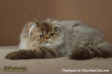 ChocolateTabby Persian kitten 4 months old
