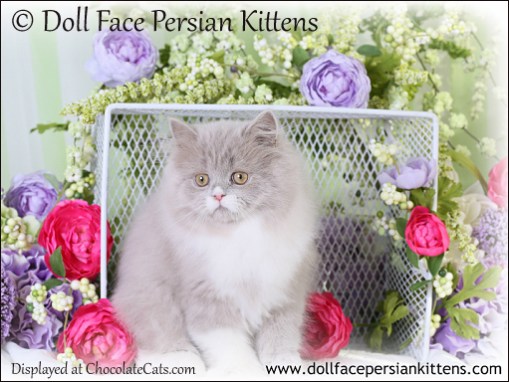 Doll Face Persian Kitten Lilac and White
