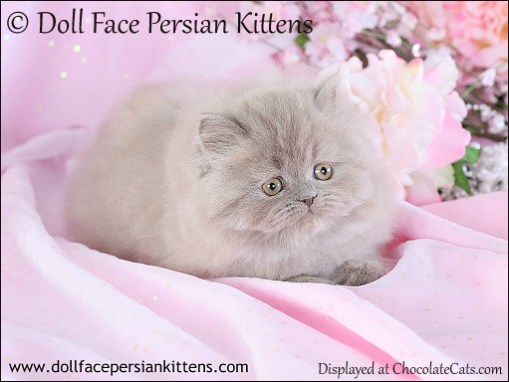 Doll Face Persian Kitten Lilac
