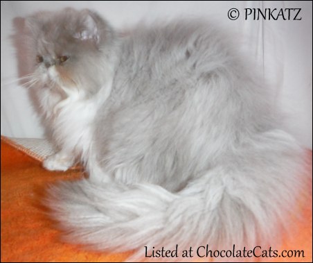 Felival Lilac Persian  Kitten
