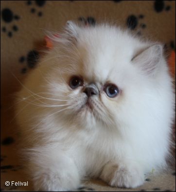 Felival Lilac Point Himalayan Kitten