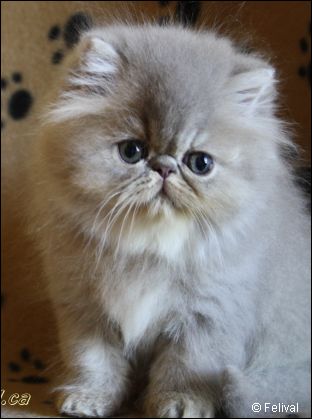 Felival Lilac Tabby  Persian Kitten