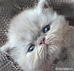 Noradawn Lilac Persian Kitten